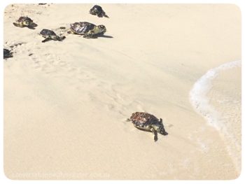 Exciting Turtle Tales from Saadiyat: Rescue Rehabilitate Release