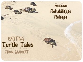 ||Exciting Turtle Tales from Saadiyat: Rescue Rehabilitate Release || conversationswithmysister.com.au