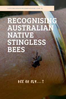 This weeks post is designed to give a big plug to the busy little insects who are responsible for 60% of our food and crops - the bees. If we are all going to protect these important little insects (and they desperately need us to), we first need to be able to recognise them. Can you tell the difference between native stingless bees and a common house fly?